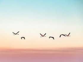 gustavo-zambelli-YIXSRvvgIZc-unsplash